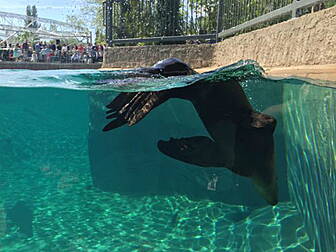 Sea Lion enclosure opens at th...